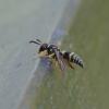 Ancistrocerus sp.